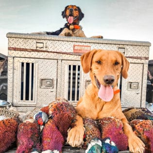 Bird hunting dogs posing for the camera.