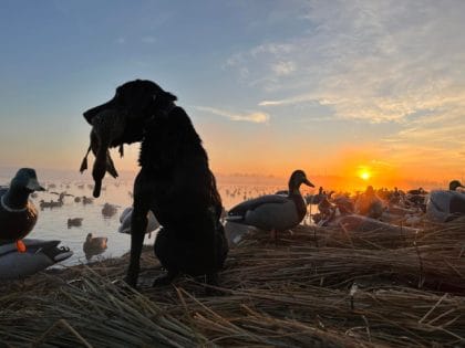 Waterfowl hunitng dog retrieving a duck in Illinois