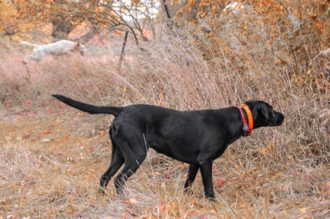Illinois upland hunting bird dogs