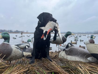 Guided IL duck hunts with dog