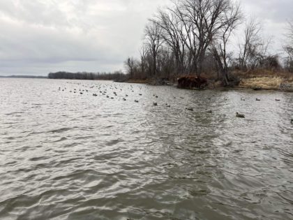Duck Hunting on a river island in IL