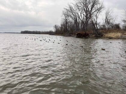 Duck Hunting on a river island in IL