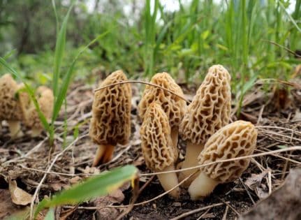 Finding a cluster of mushrooms is rare!