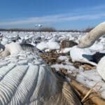 Snow goose blind set up