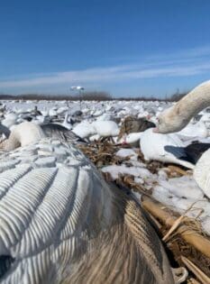 Snow goose blind set up