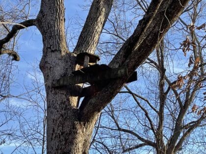 Best treestand location funnel