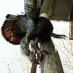 Prepare Now For Turkey Season