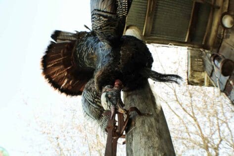 Prepare Now For Turkey Season