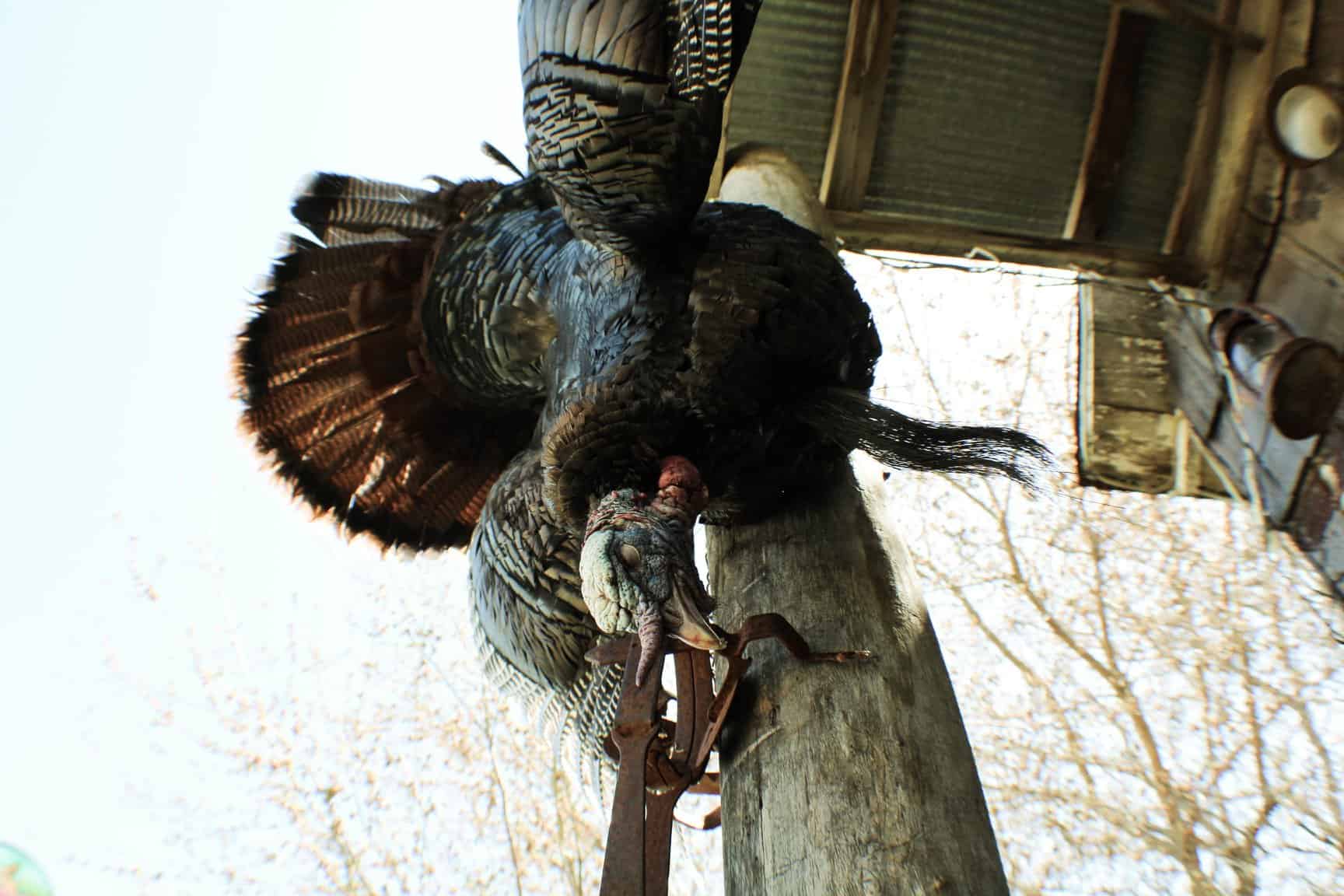 Prepare Now For Turkey Season