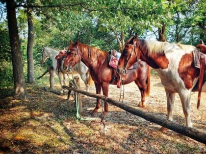Anniversary Getaway Cabins & Lodges In Illinois
