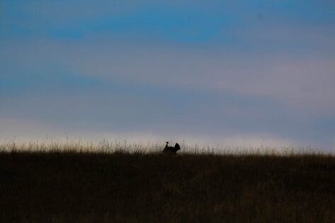 Hunting the silent tom