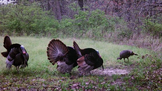 3 Eastern tom Turkeys on Trail Camera