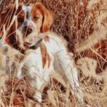 Quail and pheasant hunting in Illinois