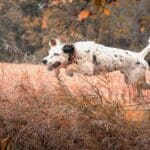 Bird dog jumping over a fence chasing down pheasants