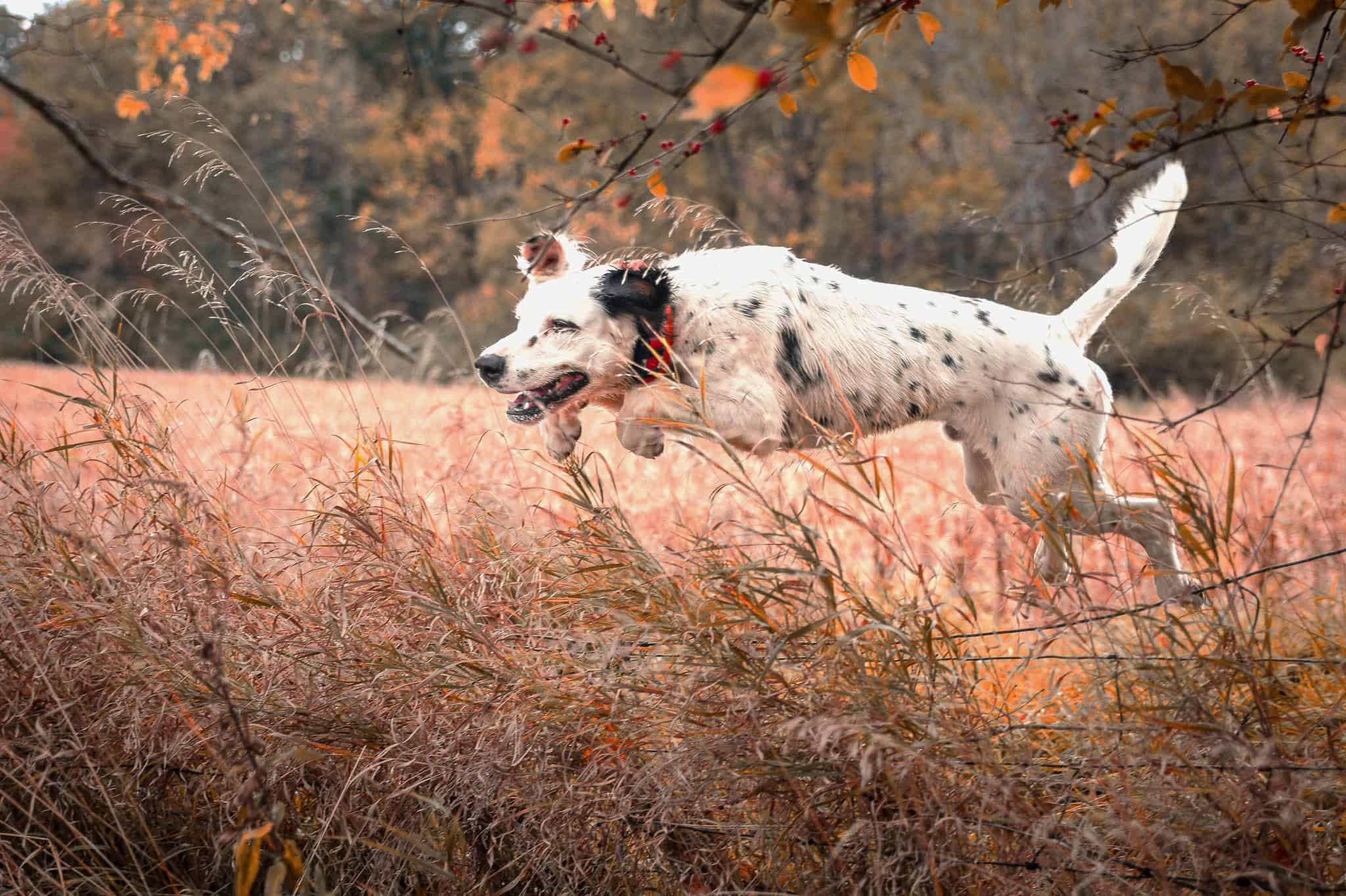 Bird dog jumping over a fence chasing down pheasants