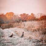 Pheasant Hunting Lodge & Resort