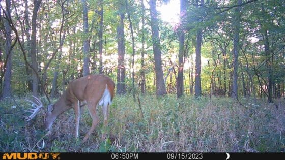 Buck feeding on acorns