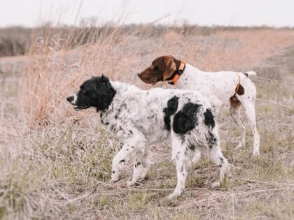 An upland hunting honeymoon trip