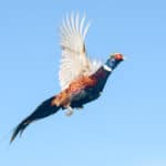 Best Pheasant Hunting Lodge