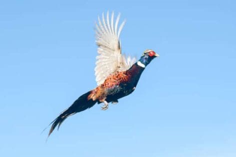 Best Pheasant Hunting Lodge