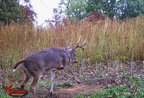 Whitetail Buck Checking a Scrape in October