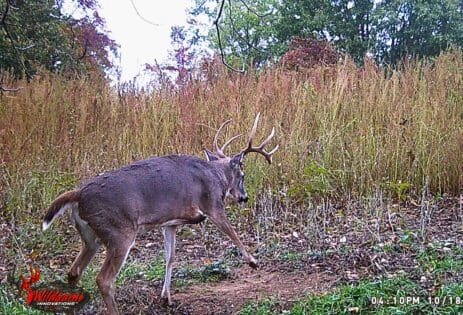 Mature Whitetail checking a scrape in Mid October