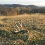 Large Shed Antler on Southern Slope