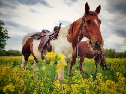 Saddled up and ready to ride