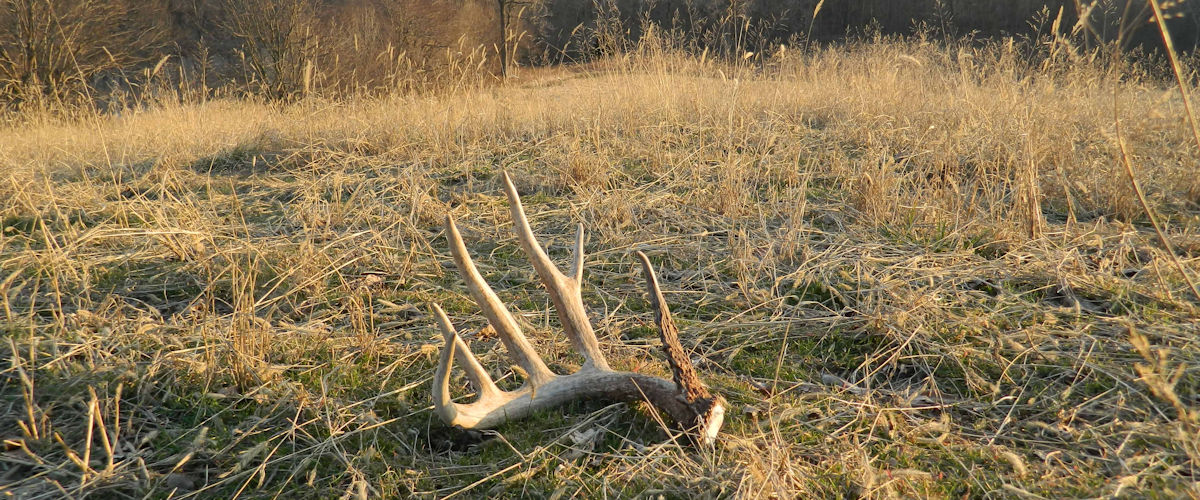 Antlers