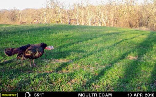 Turkey gobbling in a clover food plot