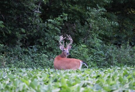 Pike County IL whitetail