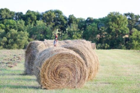 Bailing hay to help ROI