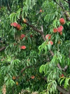 Calhoun County Peach Tree