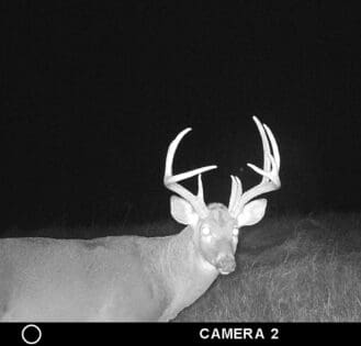 Nice whitetail on trail camera!