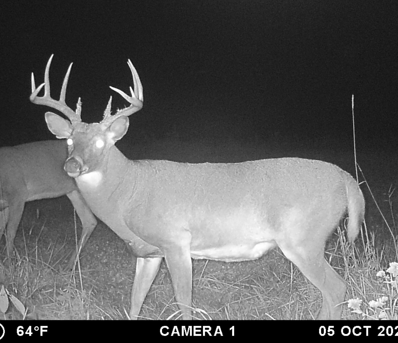 Nice buck on trail camera in Pike County, IL