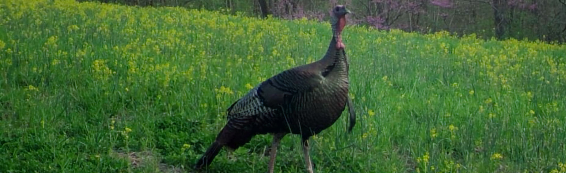 Game Camera Turkey