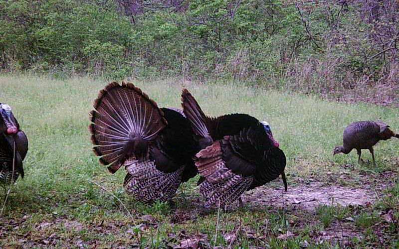 turkey-hunting Turkey Hunting