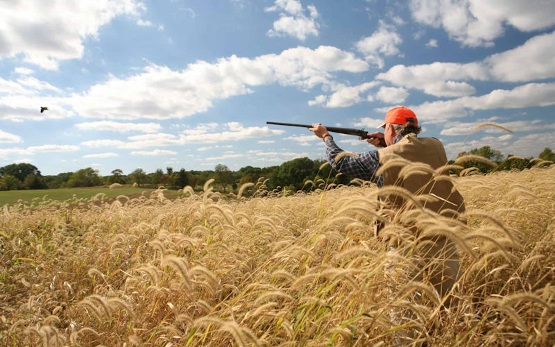 upland-bird-huntin Upland Bird Hunting
