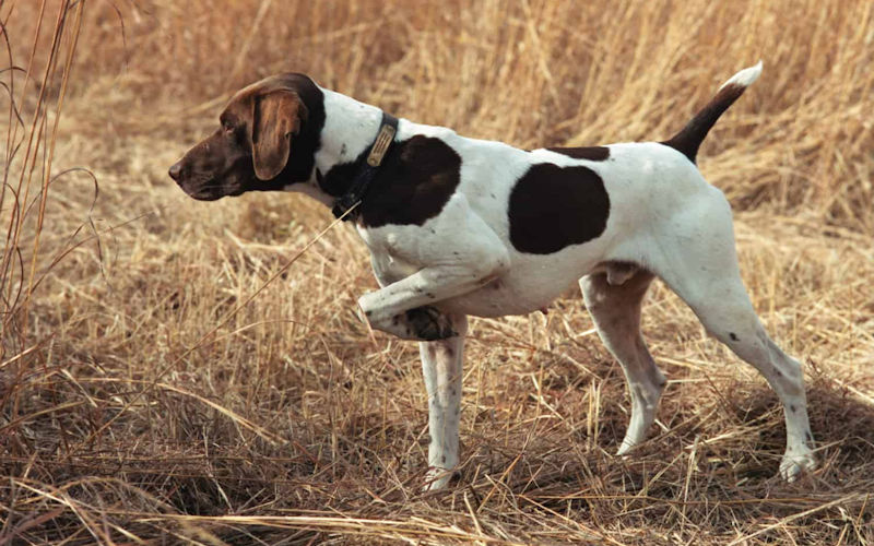 Upland Bird Hunting Gallery