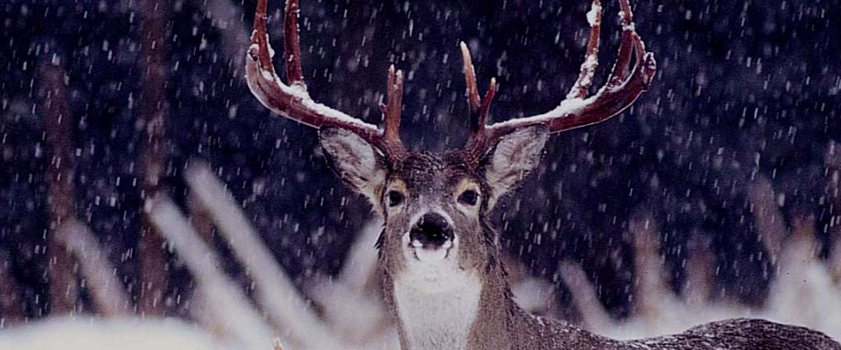 Heartland Lodge — photo 2