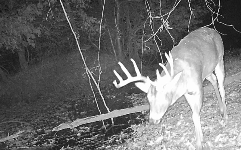 Trail Cam Photo Gallery