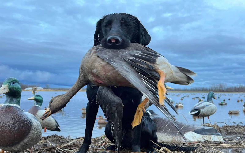 Waterfowl Hunting Photos