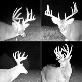 Whitetail Giveaway