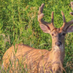 Deer Glassing