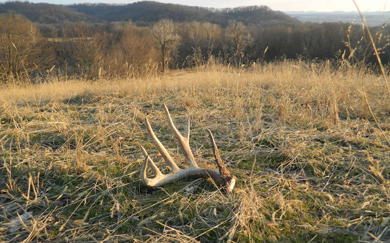 Whitetail Deer Shed Antler Hunting