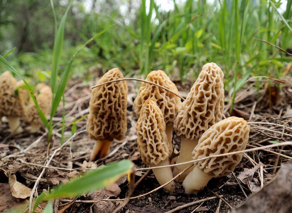places to mushroom hunt in Illinois