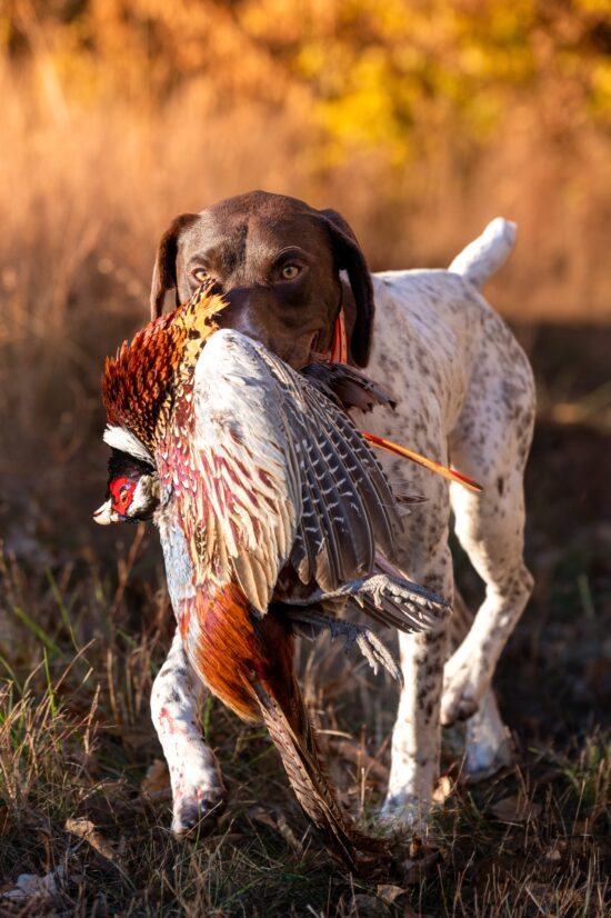 Pointer bringing back a pheasant in IL