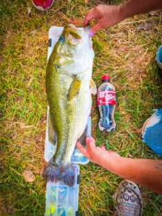 Big bass caught and released at the lodge!
