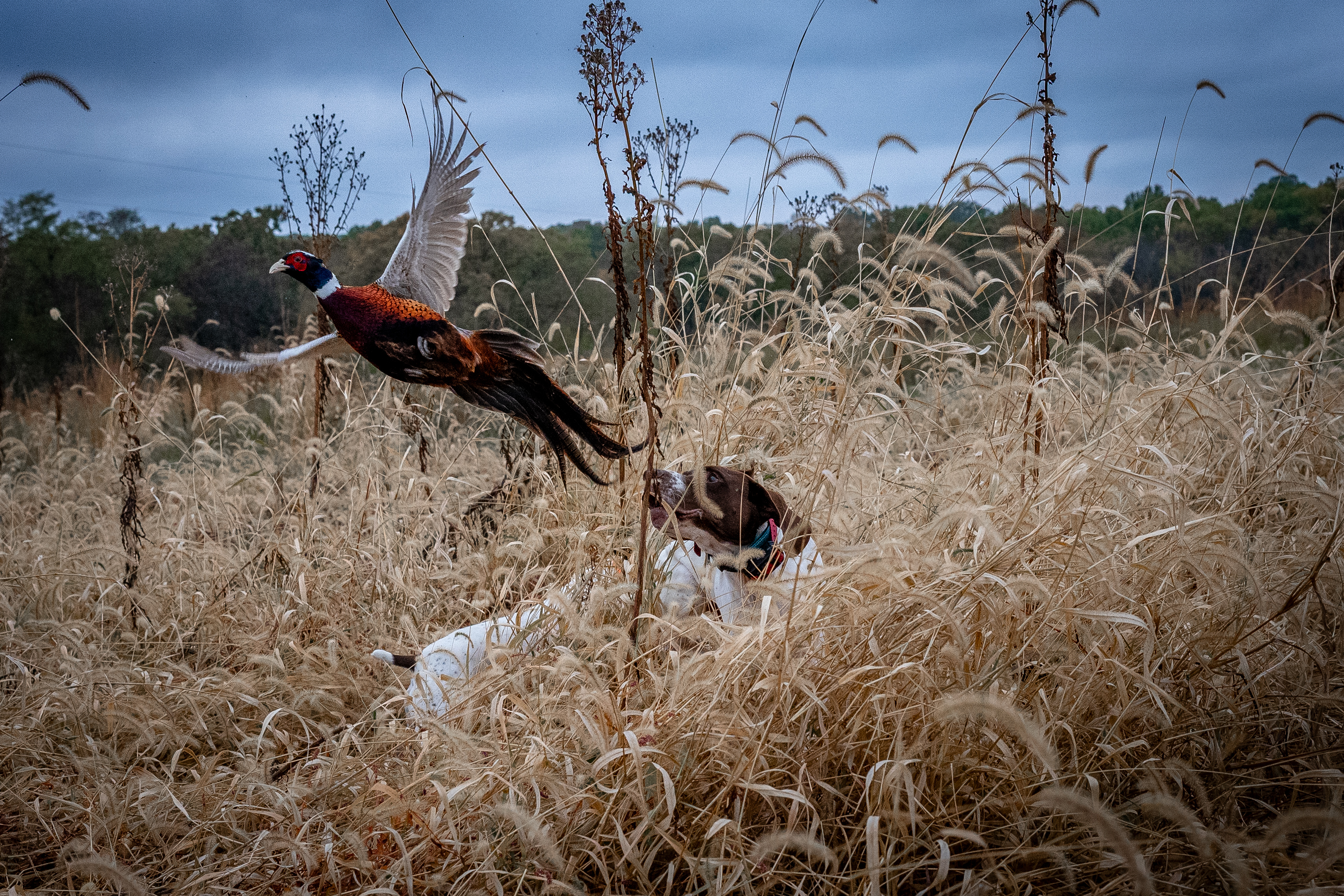 Heartland Lodge Pheasant hunting Bird dog jumping a rooster in Illinois!