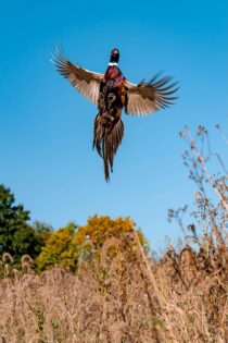 flushing pheasant in Illinois